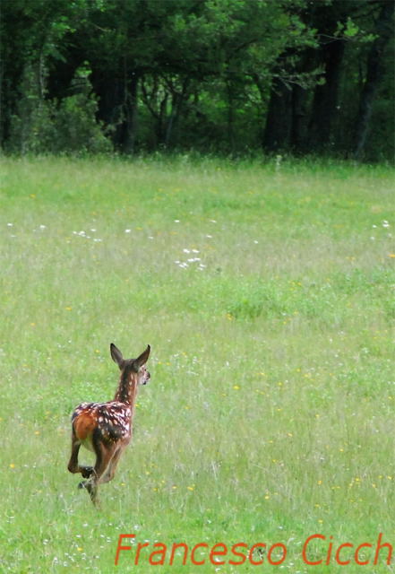 Tenerezze di mamma cervo